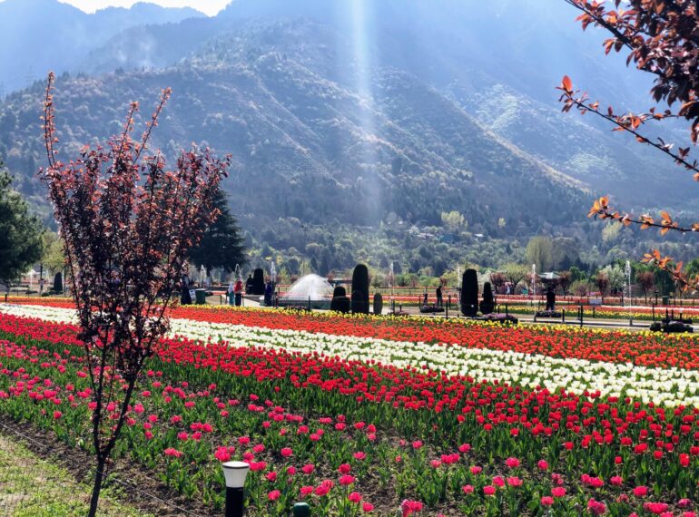 Tulip Garden Srinagar 2024