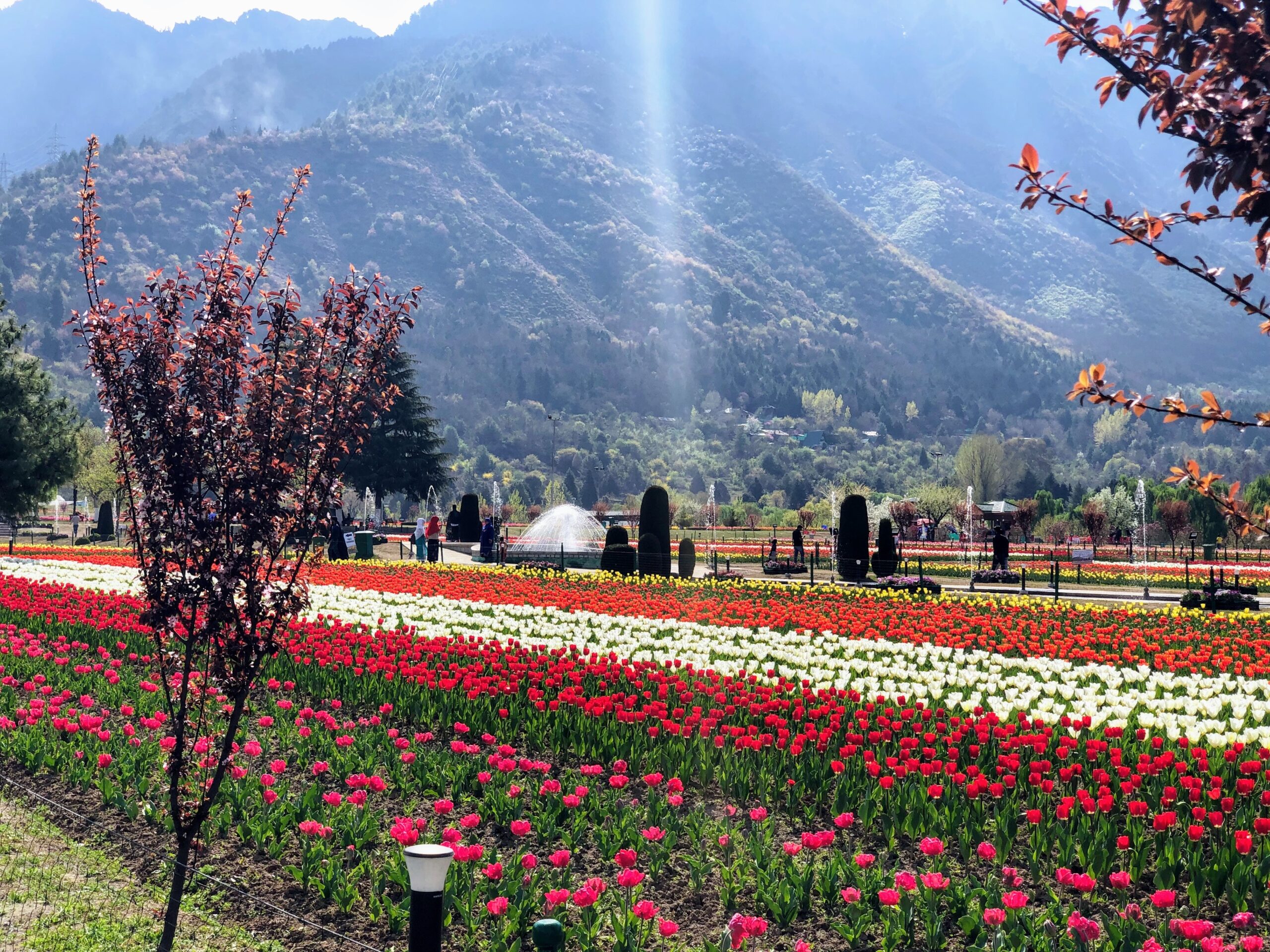 Tulip Garden Srinagar