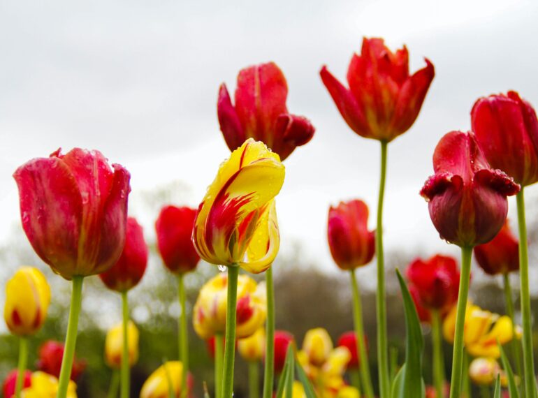 Tulip Garden Srinagar