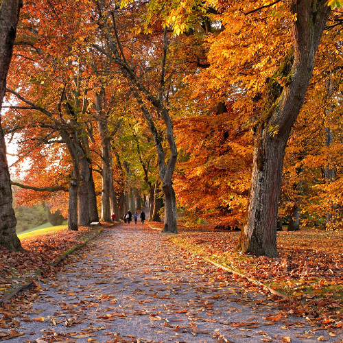 How is climate and weather in Srinagar