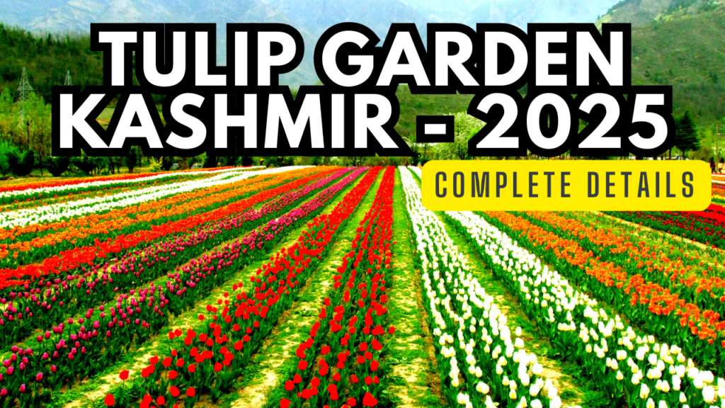 Tulip Garden Kashmir 2025