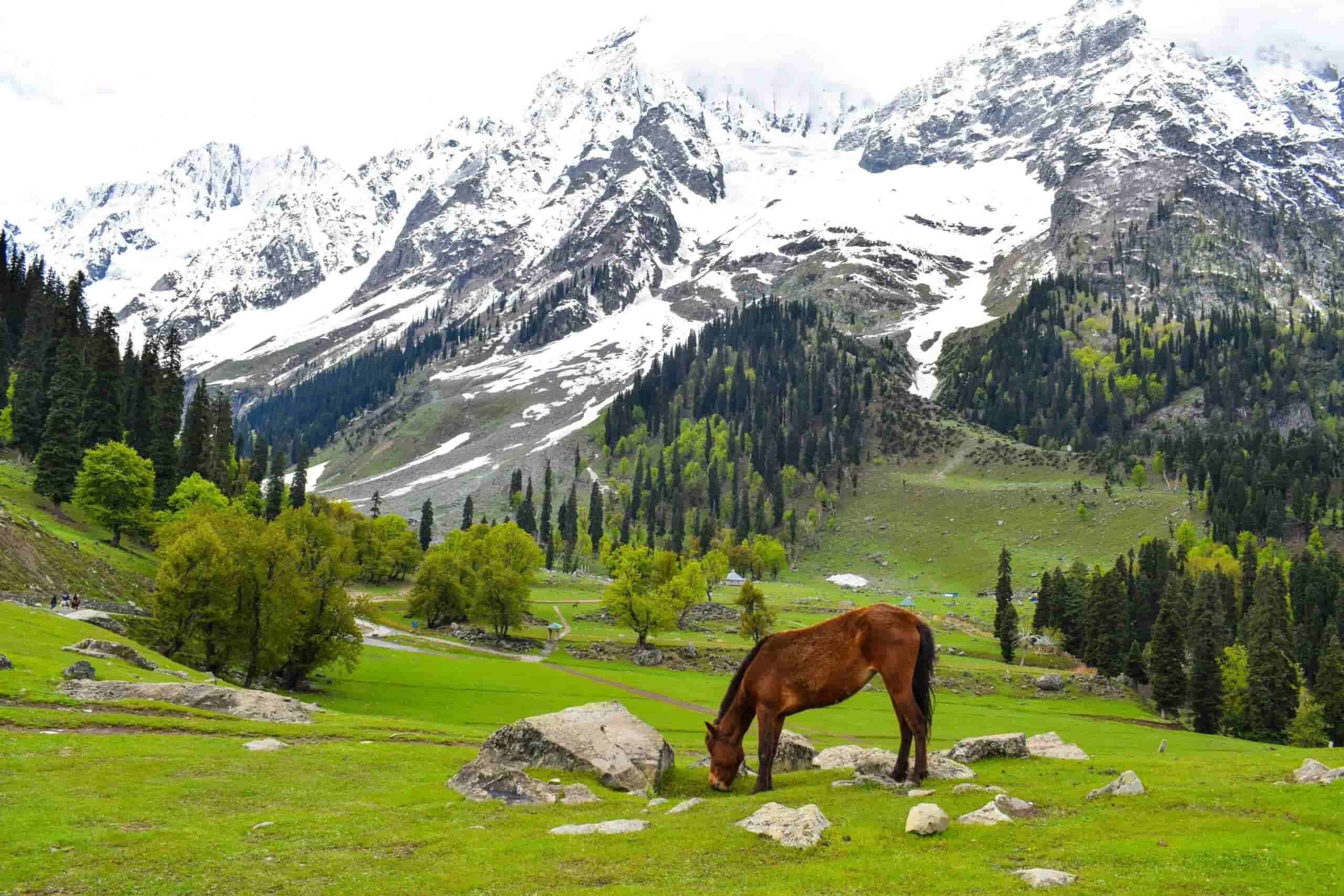Sonamarg - Srinagar to Leh Taxi Sightseeing